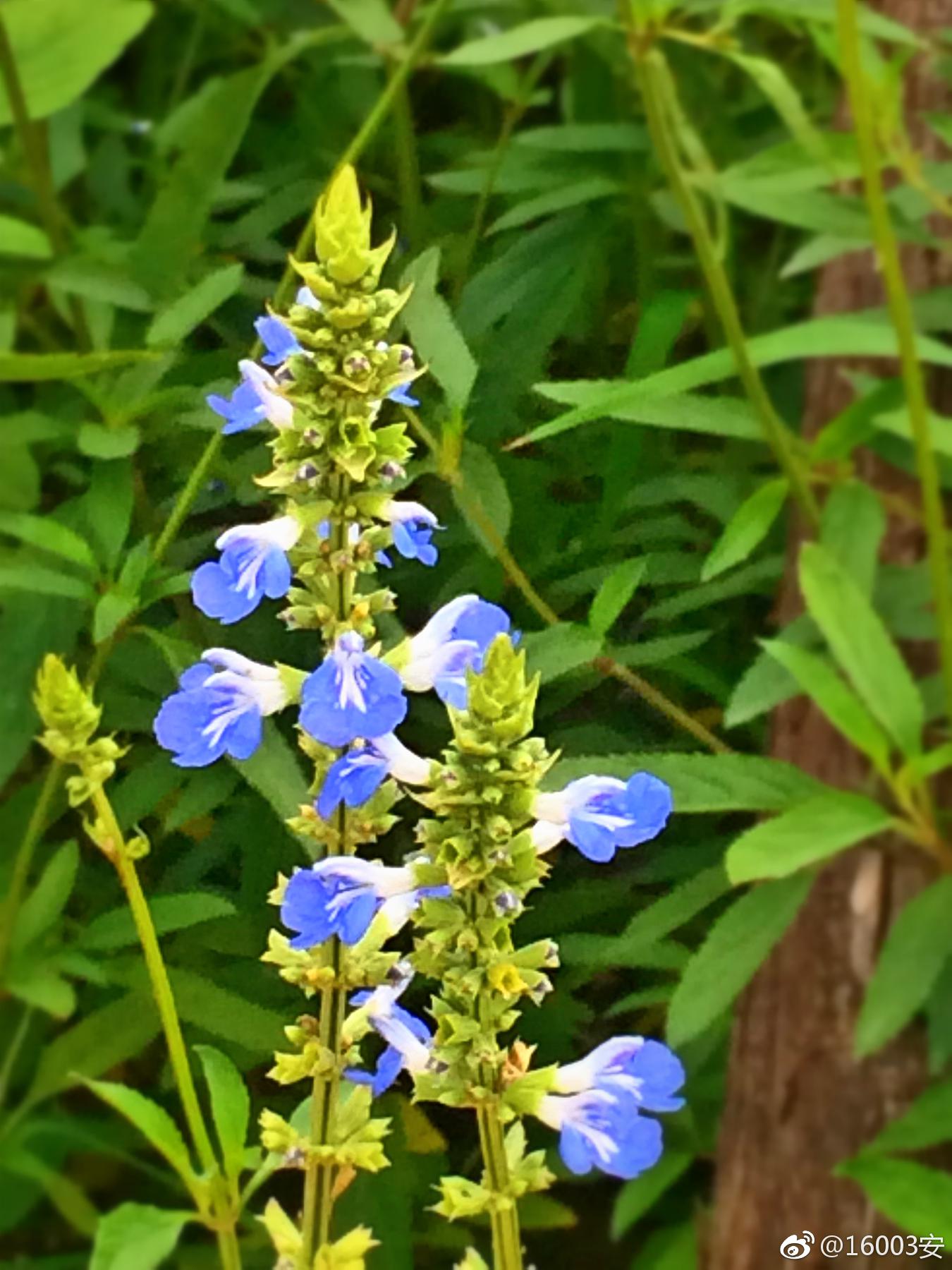 鼠尾草见过这么漂亮的老鼠尾巴么