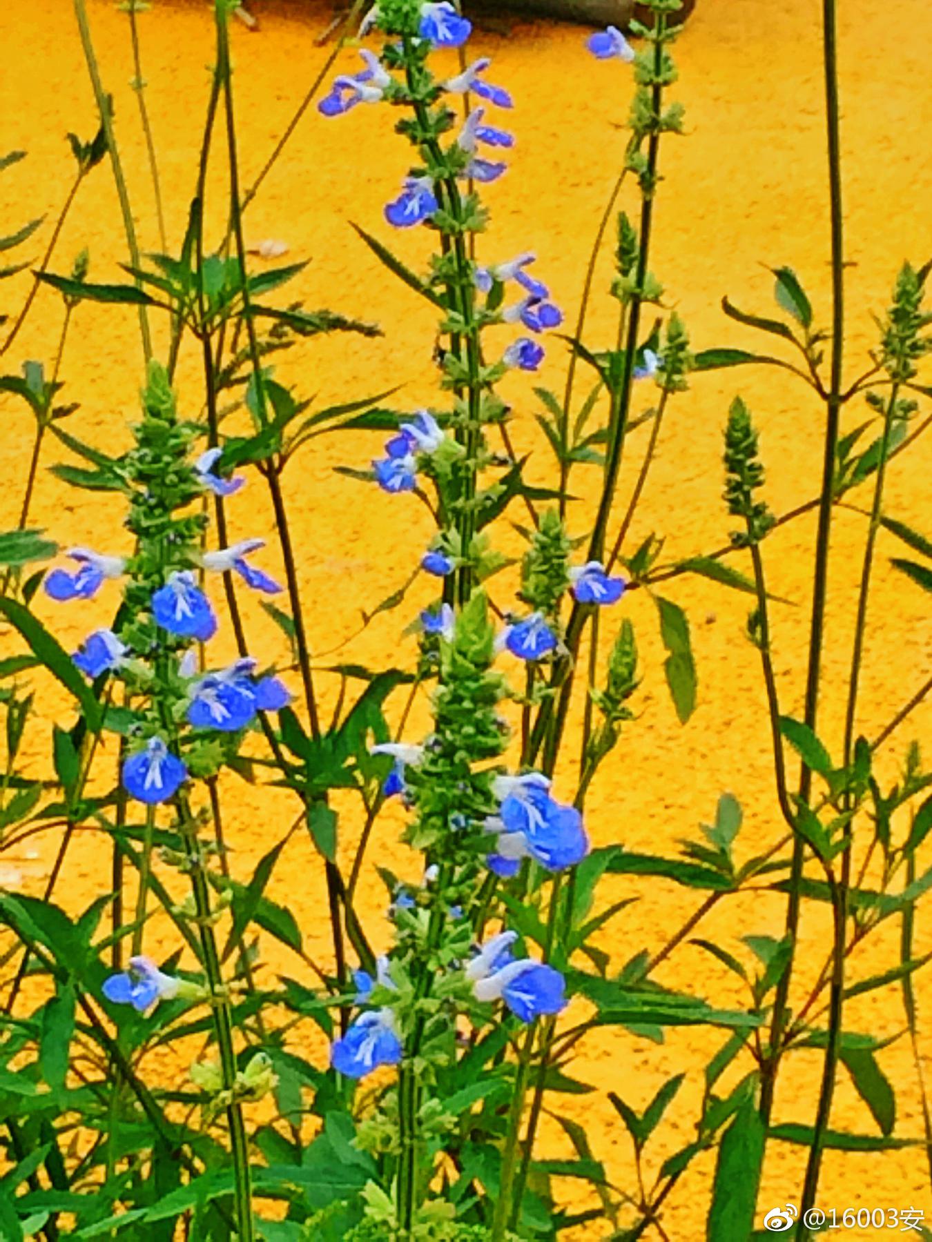 鼠尾草见过这么漂亮的老鼠尾巴么