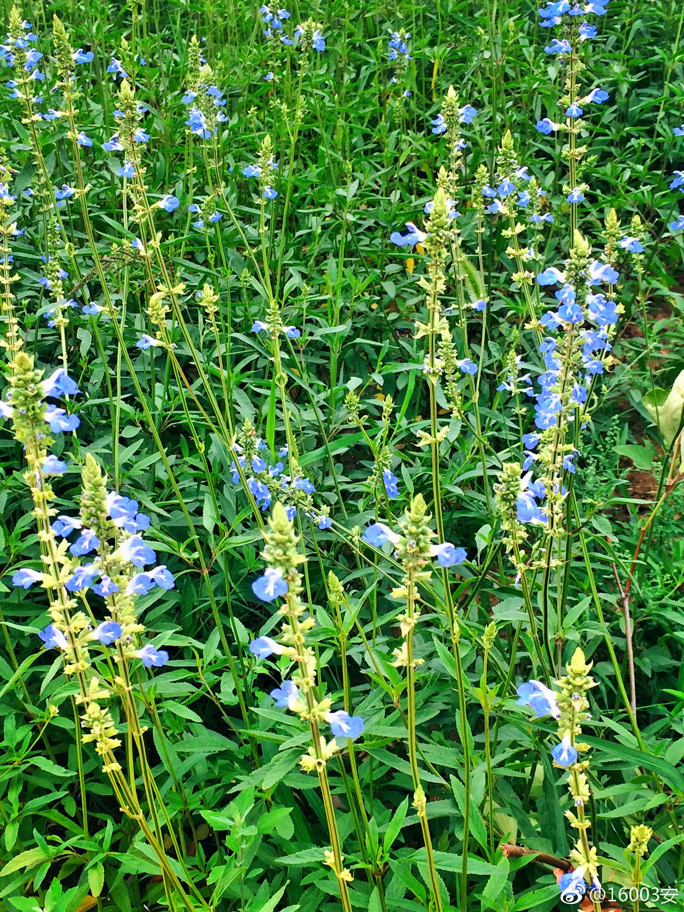 鼠尾草见过这么漂亮的老鼠尾巴么
