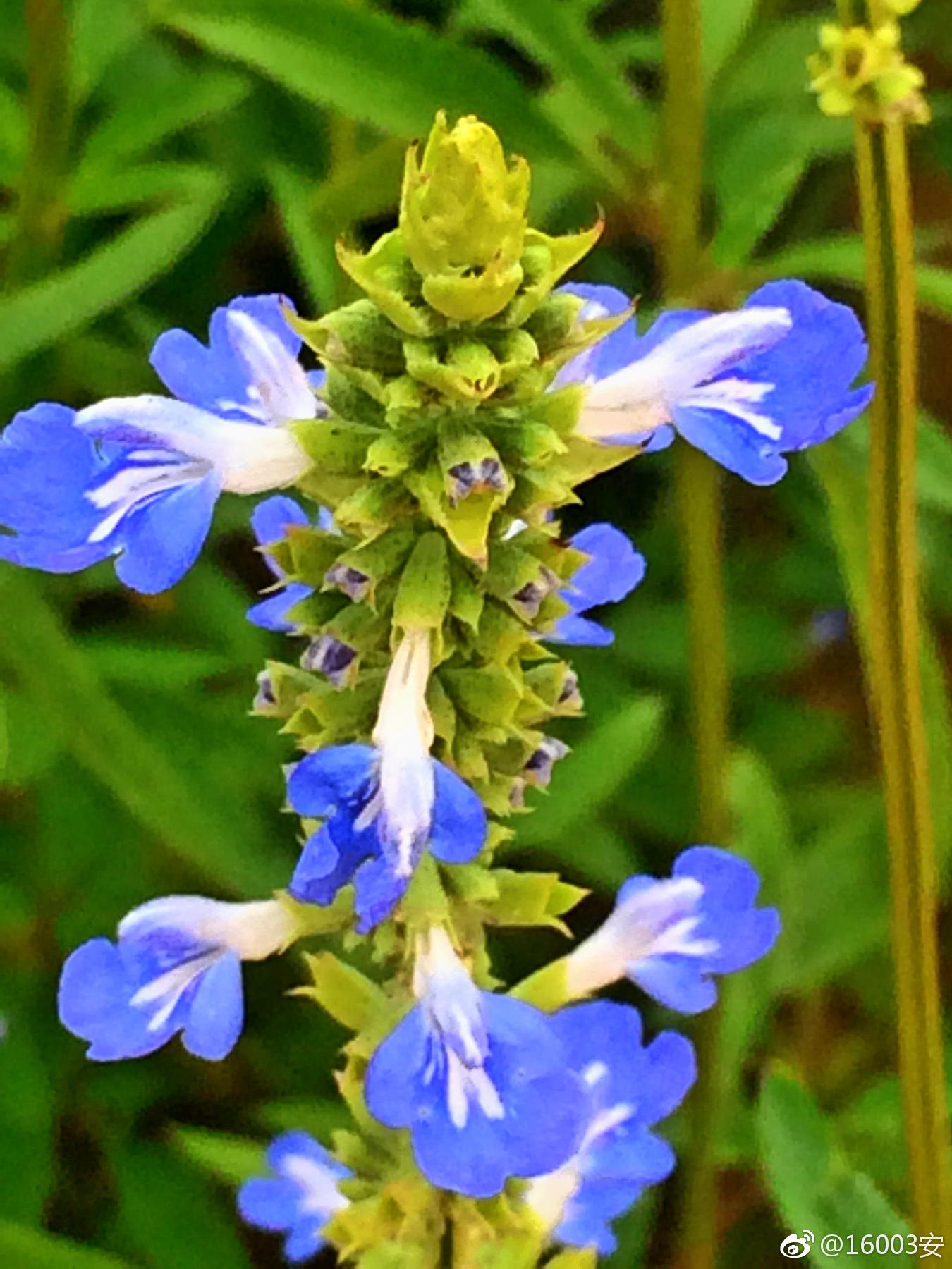 鼠尾草见过这么漂亮的老鼠尾巴么