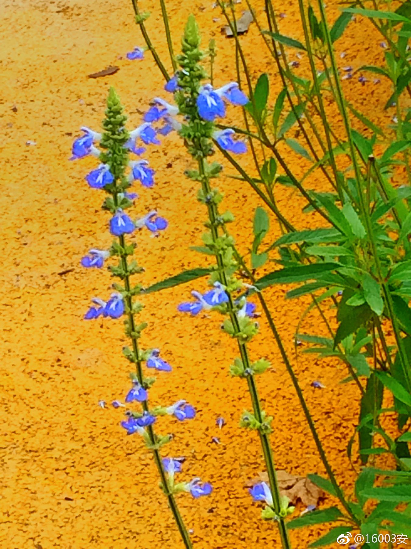 鼠尾草见过这么漂亮的老鼠尾巴么