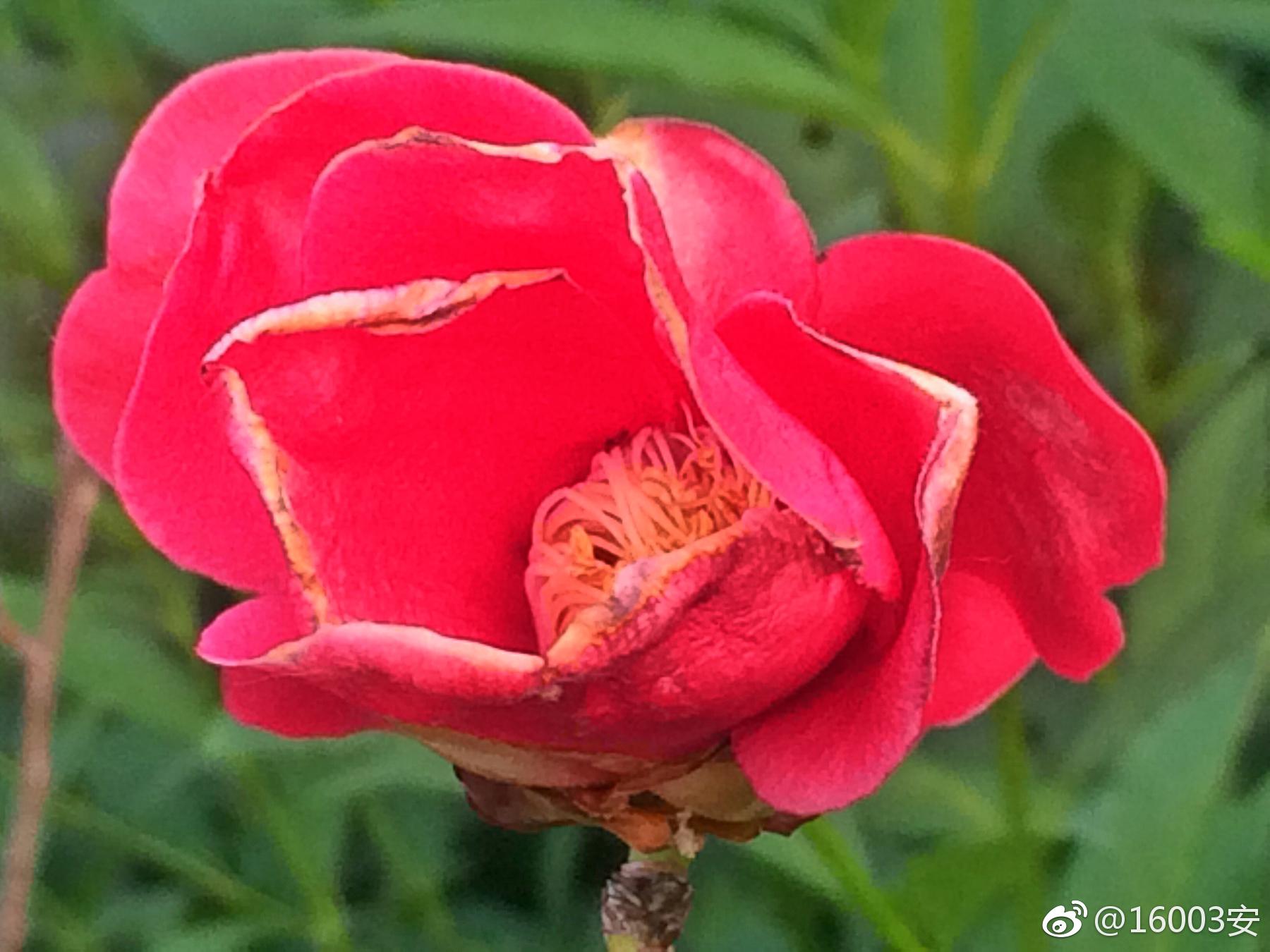 游蜂掠尽粉丝黄,落蕊犹收蜜露香|蜜露|山茶|苏轼_新浪新闻