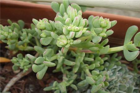 那就这样试试白凤菊,可爱又养眼!