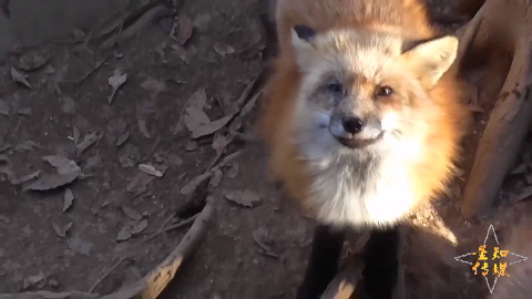 日本藏王狐狸村人气大爆发 狐狸眯眼笑超软萌