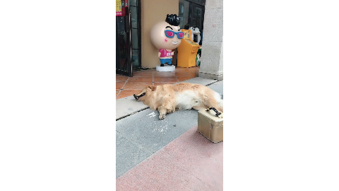 阿拉斯加犬把狗粮撒了一地, 密集恐惧症患者慎入