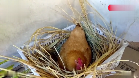 实拍农村土鸡生蛋的全过程,母鸡你太伟大了