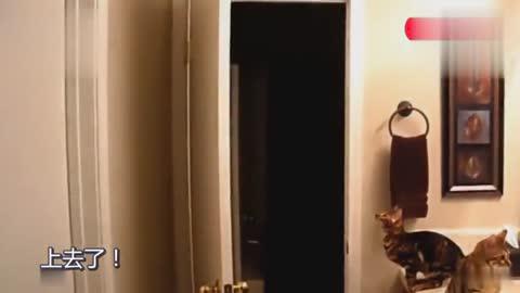 好一口单身猫粮,看起来有点暖有点甜,猫咪小短