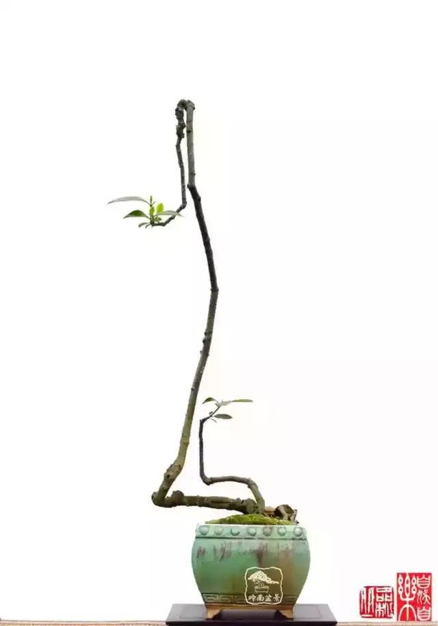 一组素仁格盆景佳作欣赏向韩学年大师致敬