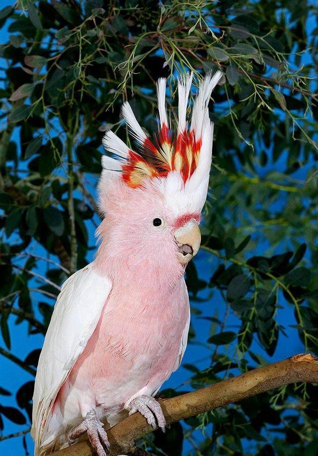 英国动物园出生首只凤头鹦鹉丑小鸟越长越美