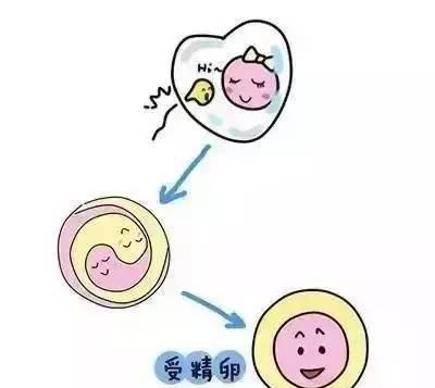 双胞胎是怎么形成的? 有秘诀吗?