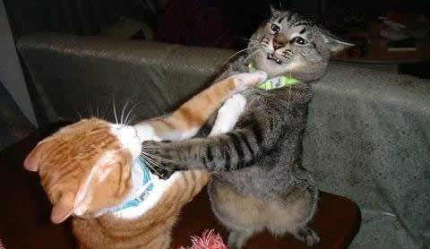 搞笑的猫咪连打架都这么萌