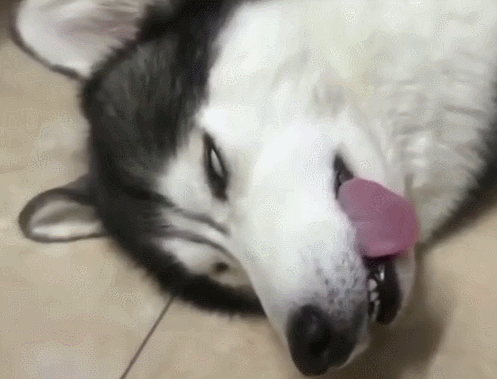 狗狗睡着听不见呼唤,主人喊傻狗,这狗直接翻白眼呆咯!