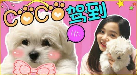 小伶的新家庭成员:爱犬小狗 "coco" 登场!| 小伶玩具
