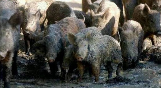 百万头野猪成灾,带着高科技上山打野猪就是爽啊 好过瘾呀!