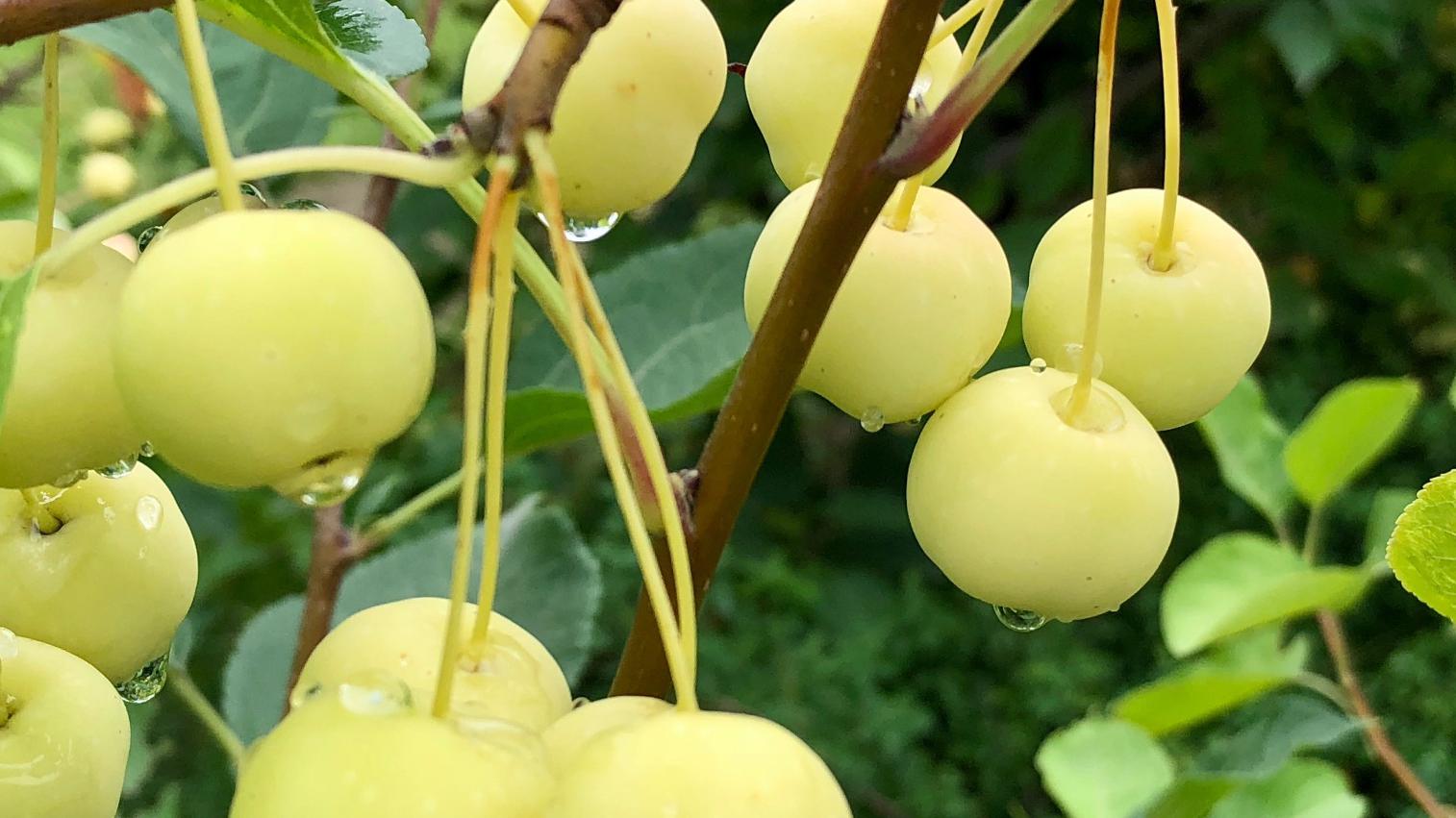 硕果累累的海棠果,雨后还带着晶莹的水珠,北京奥园蔷薇科植物