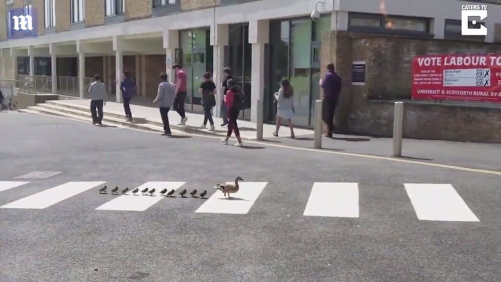 鸭妈妈带着11只小鸭子过马路,镇定自若的走在斑马线上,小鸭子们整整齐