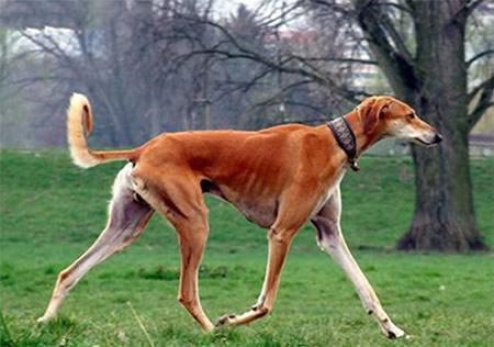 哪个品种的狗比较贵盘点十种狗最名贵的品种