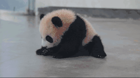网红|大熊猫|产房_新浪新闻