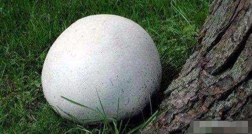 男子野外发现球一样大的白蘑菇上网查阅资料后乐开了花
