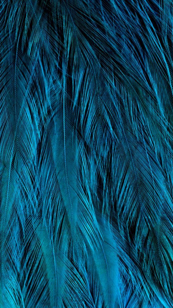 漂亮的羽毛质感