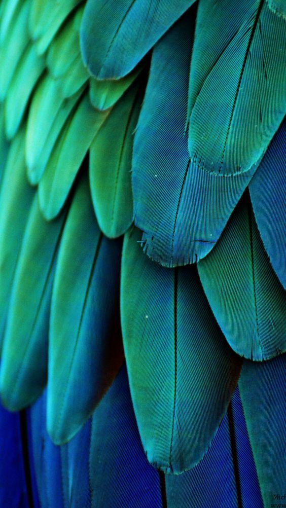 漂亮的羽毛质感