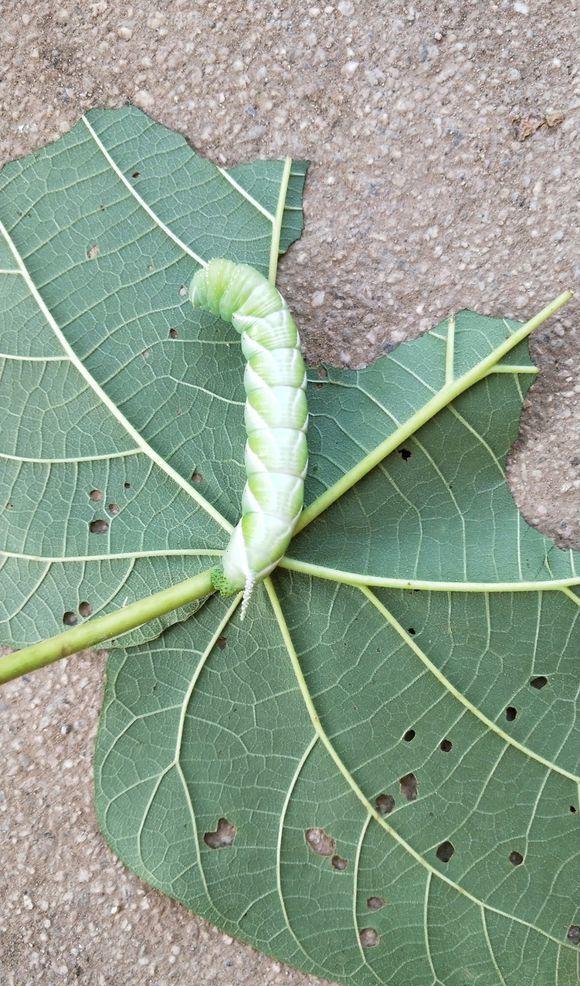 别小看这虫子,这可是钓鲶鱼的神饵!|猪儿|鲶鱼|虫子_新浪新闻