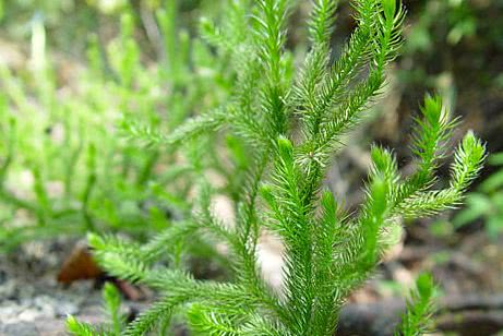 路边常见的野草,是颈椎病的大克星,用了就好,家有颈肩痛的快存
