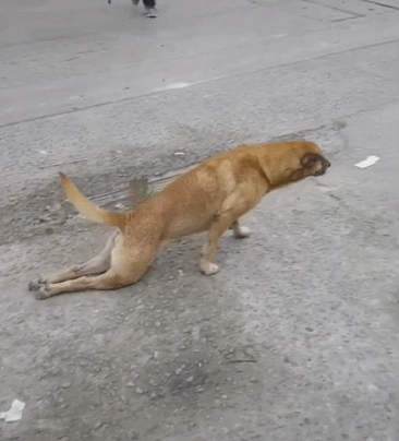 流浪狗|狗狗|土狗_新浪新闻