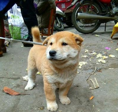 正在消失的中华大黄狗, 纯正的好狗