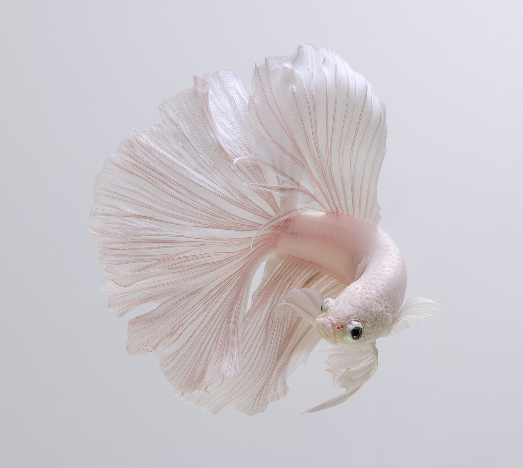 泰国摄影师visaruteangkatavanich创作了一组色彩丰富的斗鱼肖像照