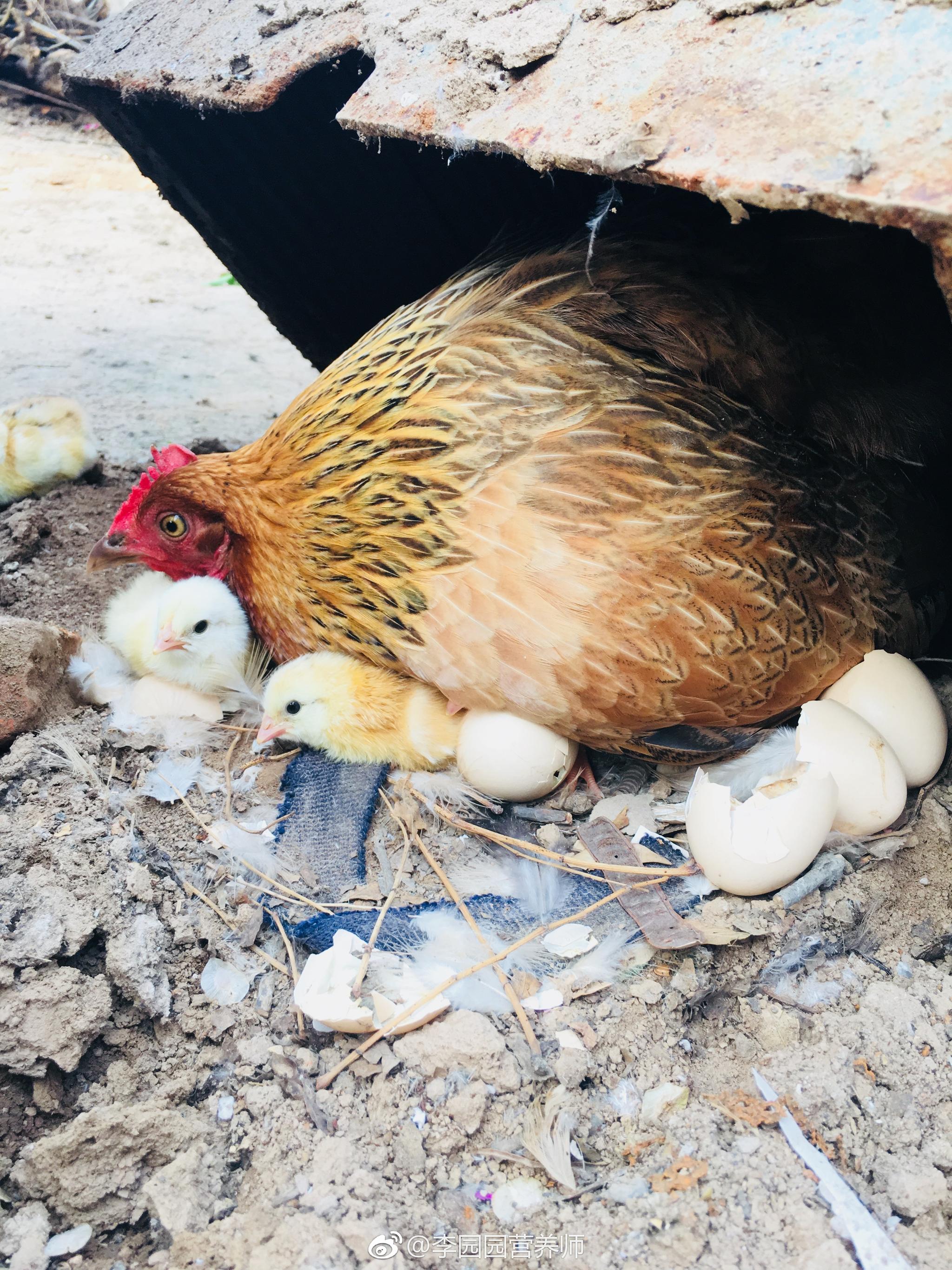 21天,敬业的老母鸡终于孵出小鸡咯99～她煞费苦心的寻找了这么一个