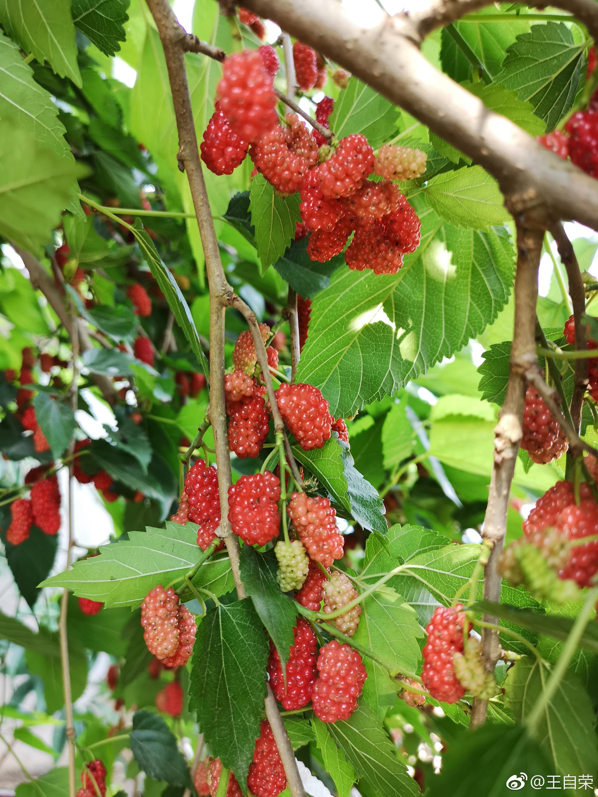 沧源勐角金龙寺的马桑