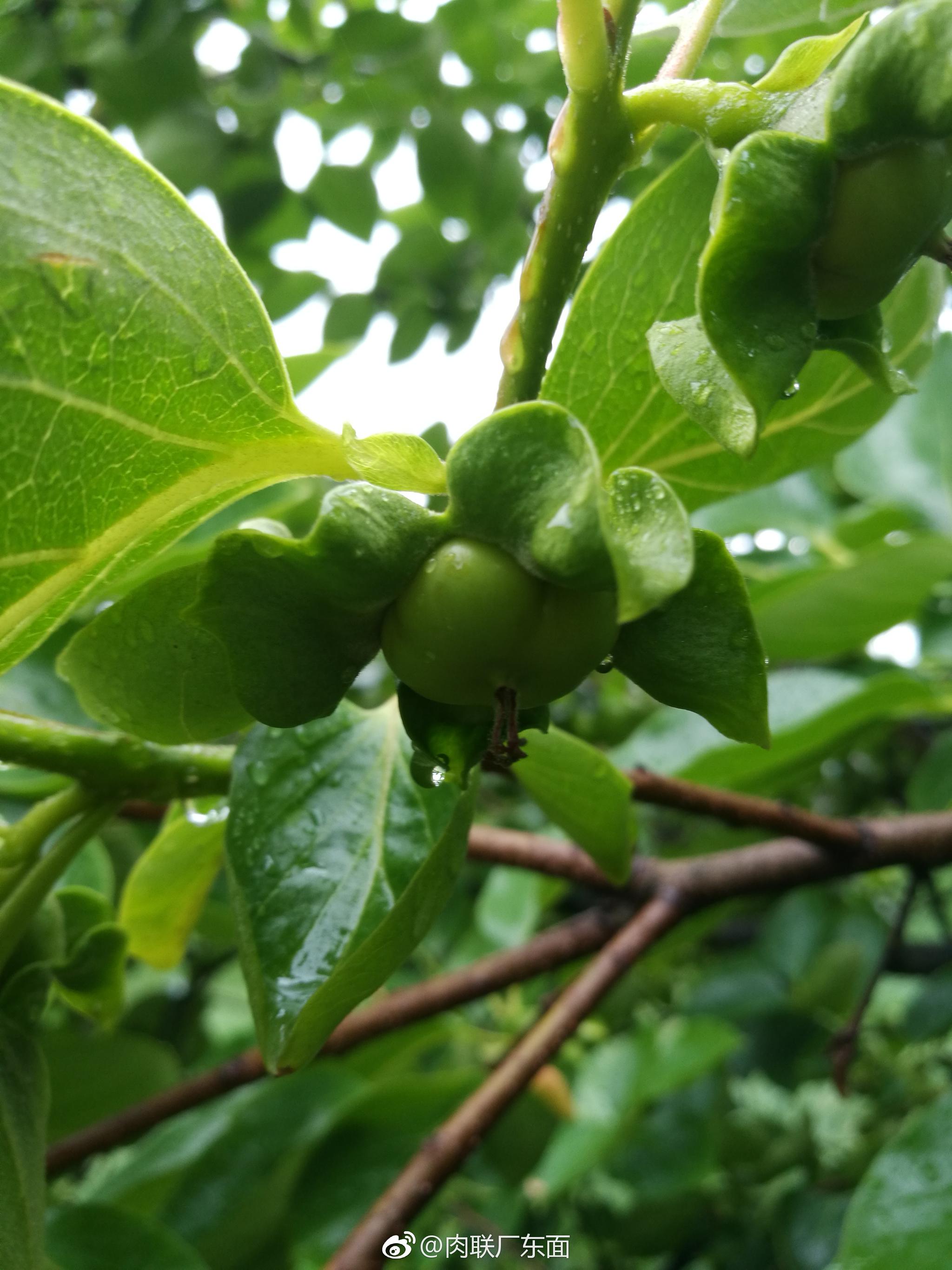 绿绿小巧的柿子今年何时能吃上呢期待快快长大