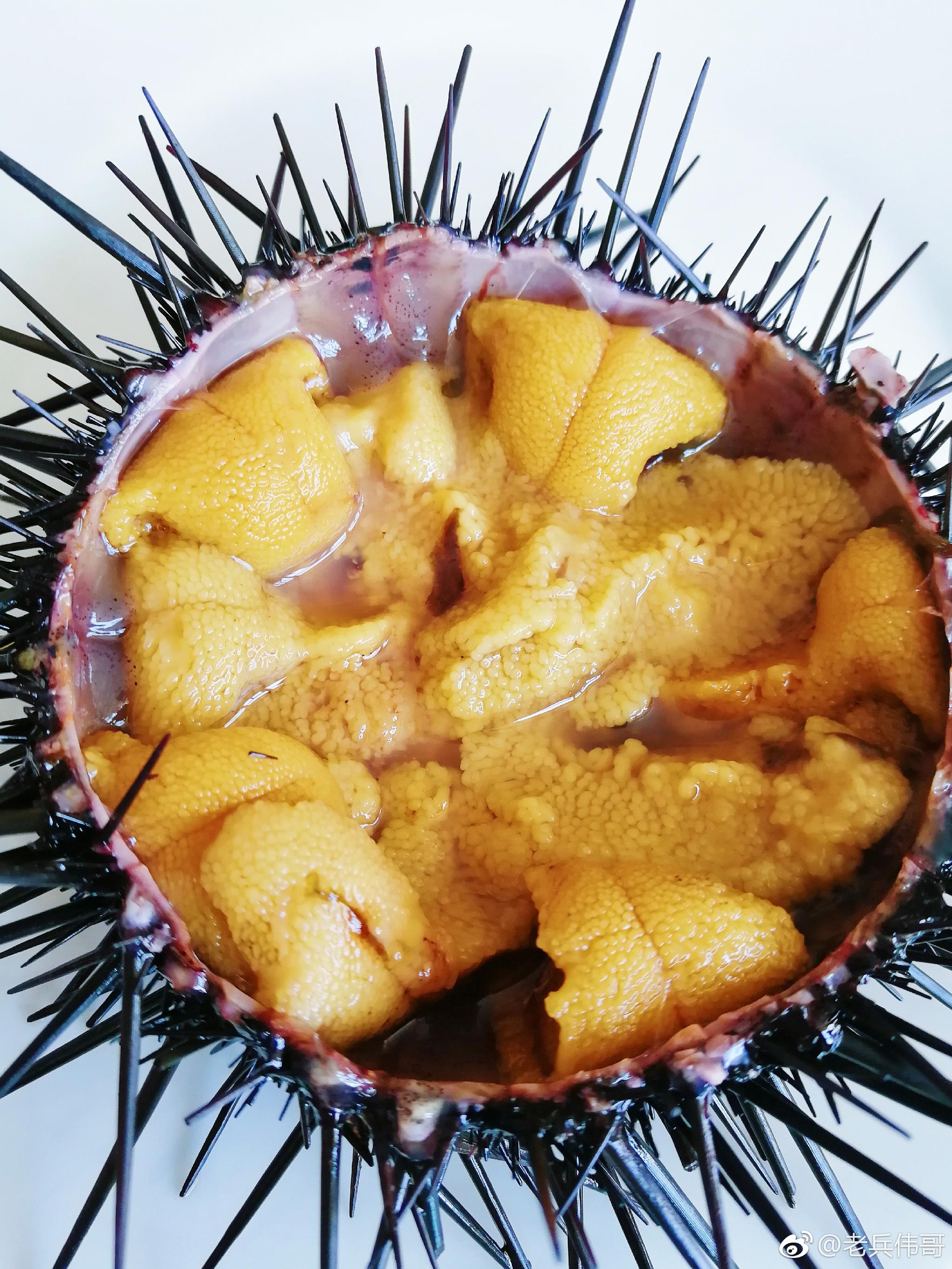 遇见大连•紫海胆|海胆|紫海胆|柏岚子|大连|海胆黄_新浪新闻