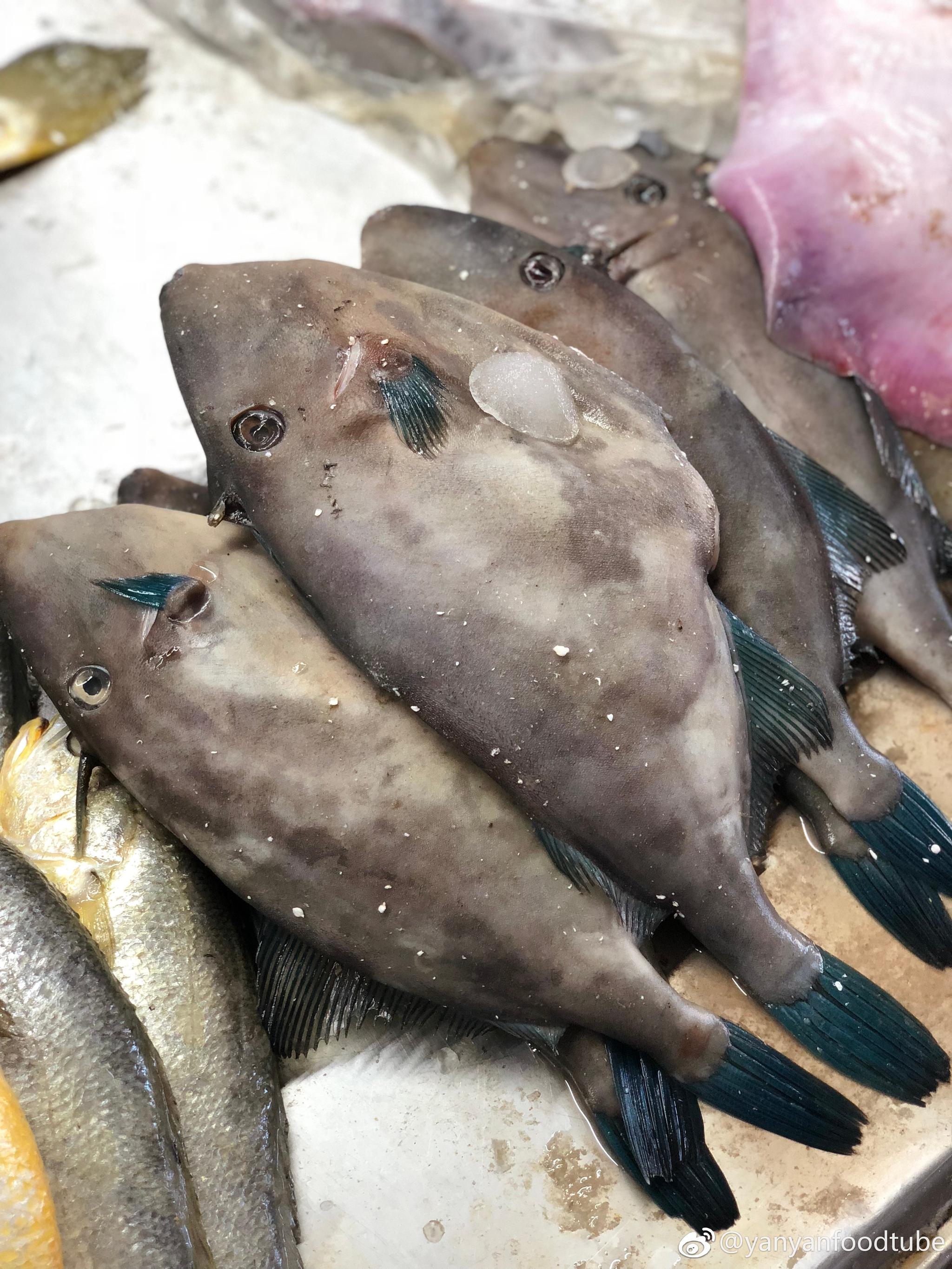 买海鲜解馋你们城市都管这些鱼叫啥名字