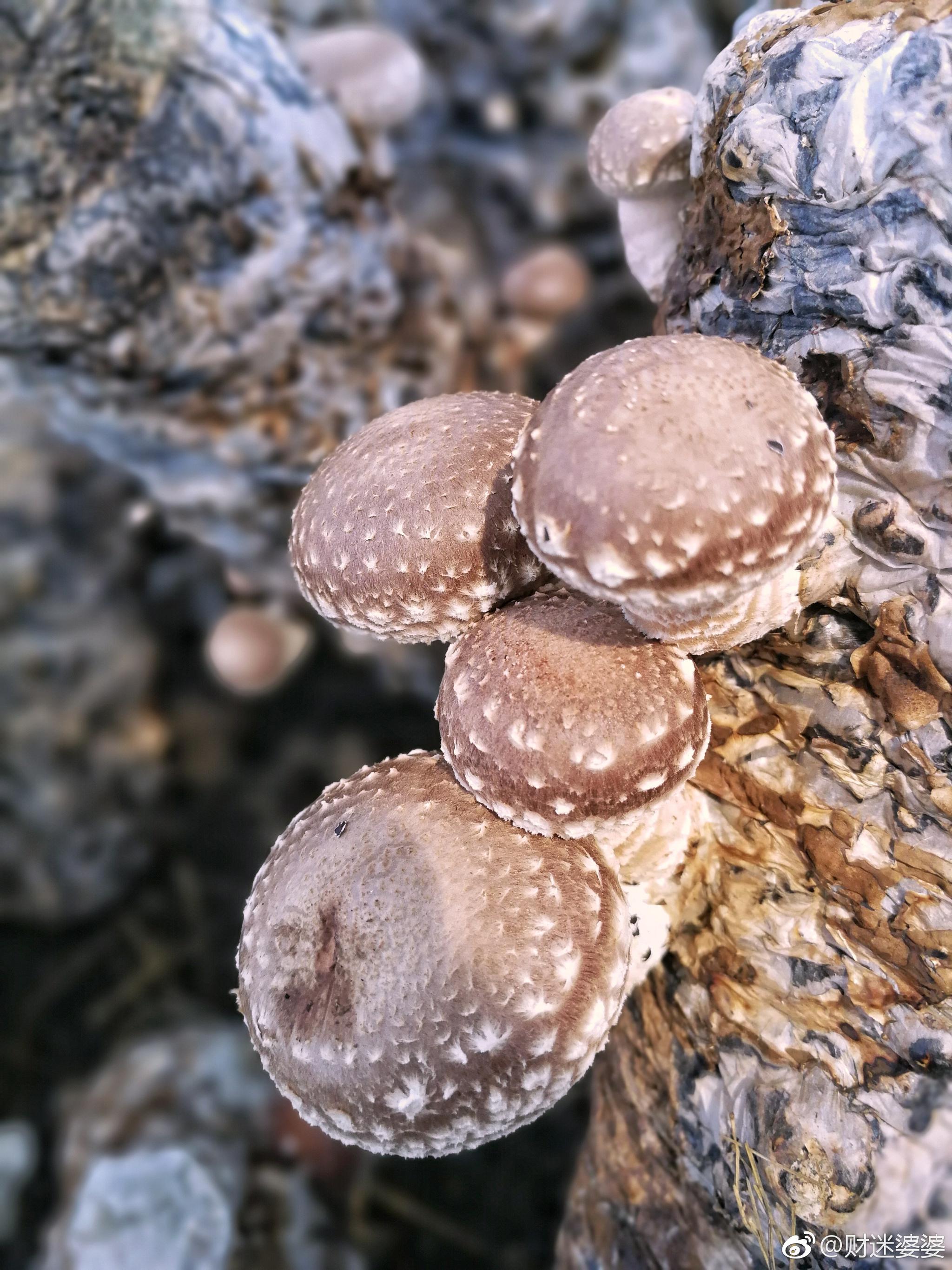 拜泉县团结村昔日的贫困村如今的幸福村精准扶贫产业带动让一个