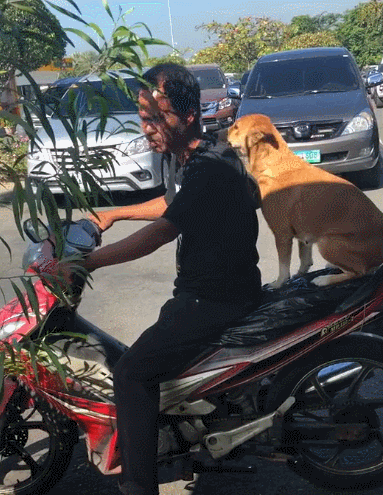 主人带狗去兜风,坐稳,扶好,走你…狗:嘿…喂…我还没上车呢