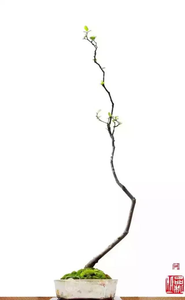 一组素仁格盆景佳作欣赏向韩学年大师致敬