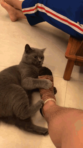 无奈自己家的猫咪不嫌弃自己,或者说不长记性