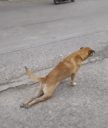 谁说土狗不好玩土狗搞笑起来连哈士奇都自愧不如