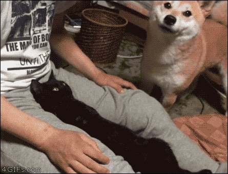 445_340gif 动态图 动图