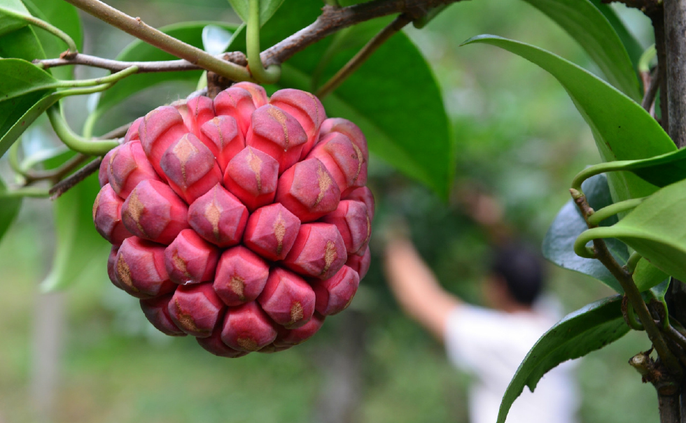 布福娜,产于我国西南部的原始森林,是苗族人民世代栽培的水果,苗语称