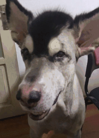 哎呦这毛驴真的太笨让人太生气,仔细一想怪我忘了它是哈士奇!