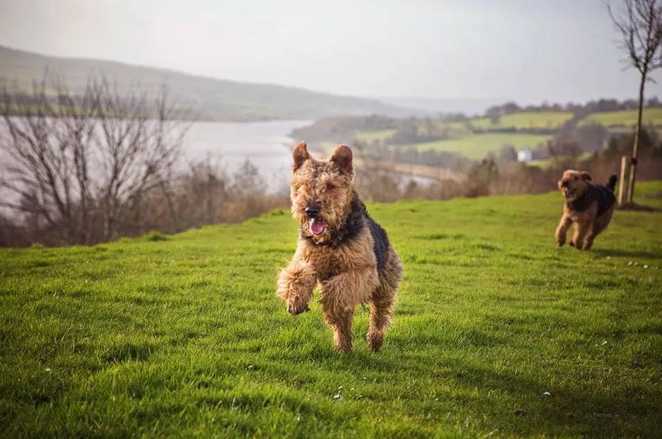 "梗犬之王"万能梗,雪纳瑞都得靠边站