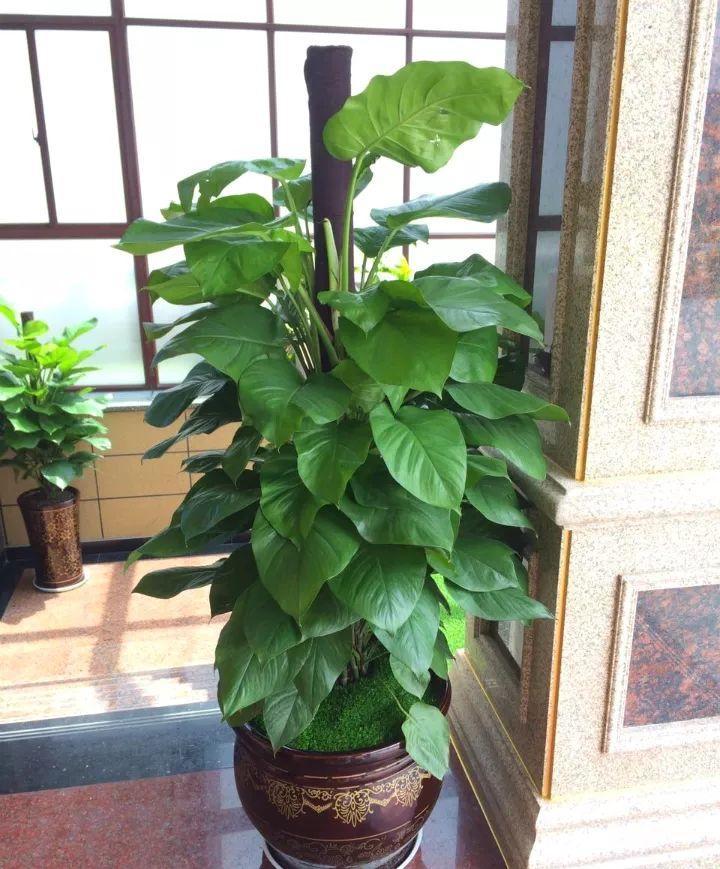 客厅一盆大型花,好养活还美观,吸甲醛效果翻倍!