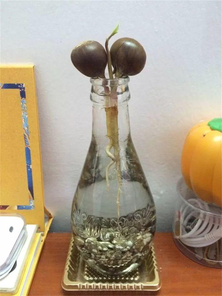 把发芽的板栗直接坐在装满水的瓶口,同核桃一样,也要把根插到水里