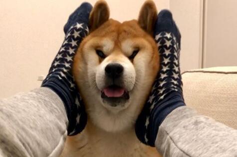 (柴犬狗狗)柴犬狗子的表情慢慢痛苦:这么糟蹋自家狗子你开心吗?