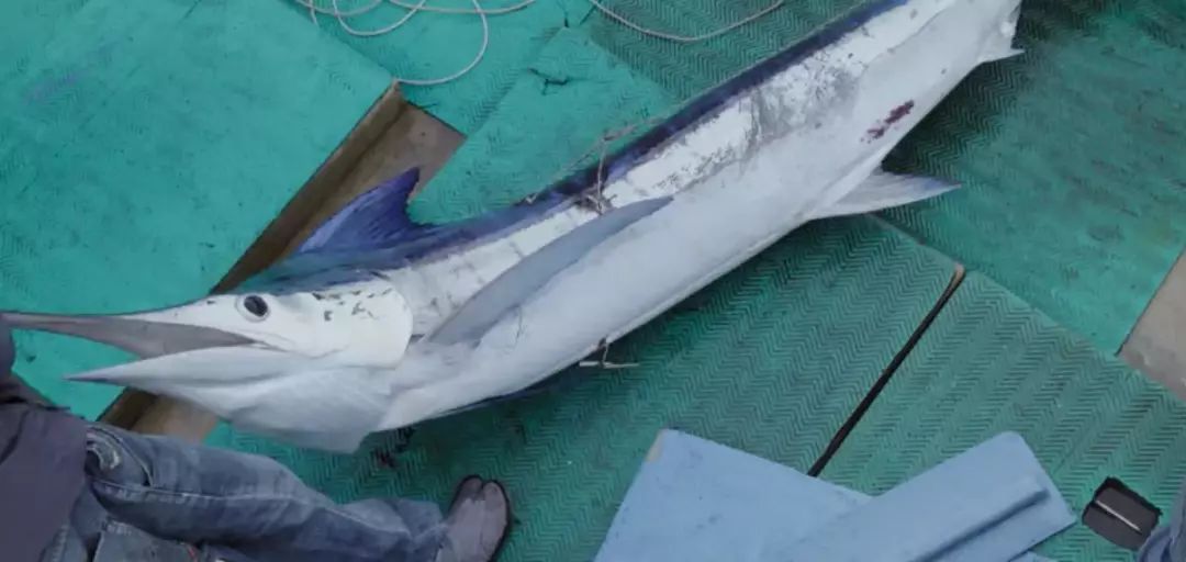 陈晓卿导演还透露,为了拍摄捕旗鱼的这个片段,《风味人间》摄制组曾在