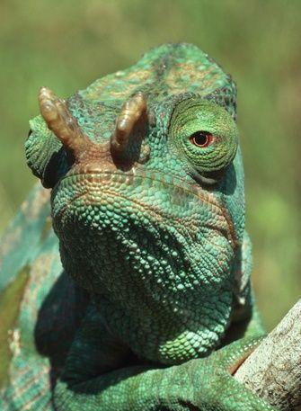 这种动物头上长角, 舌头是身体的一倍多, 下的蛋两年才会孵化出来