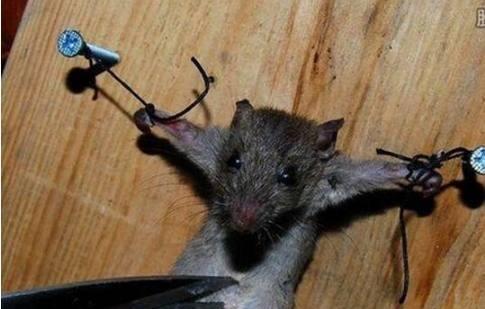 老鼠被抓后.士可杀不可辱! 爆笑合辑